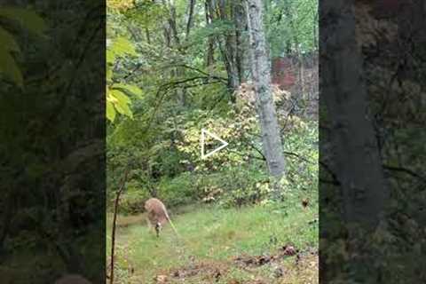 Trail Camera: Deer Flips Out!!!