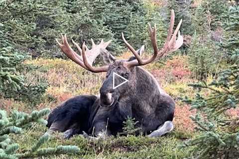 Moose Rut: Grunts and Big Antlers