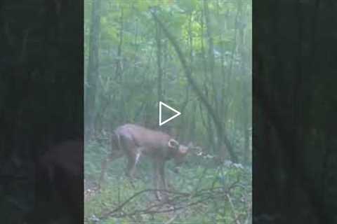 Pennsylvania Buck on trail camera #trailcamology #shorts