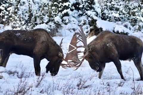 Titans Meet on the Tundra