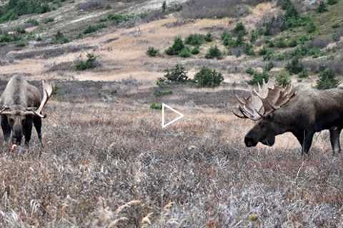 Two Trophy Bull Moose Argue over a Cow