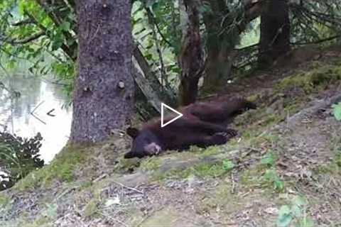 Cinnamon Black Bear Eating Sockeye Salmon Then Nap!  Alaskan Wildlife - Juneau, Alaska