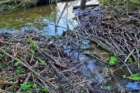 Beaver Dam Removal! || Did Our Trail Camera Survive In Gator Creek At The New Dam!?