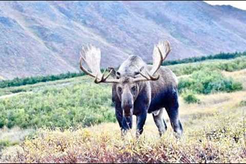 A Chance Encounter with a Big Bull Moose