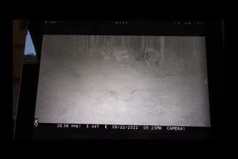 Trail Camera Tales #shorts