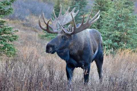 Cow Moose in Heat Drives the Bulls Crazy