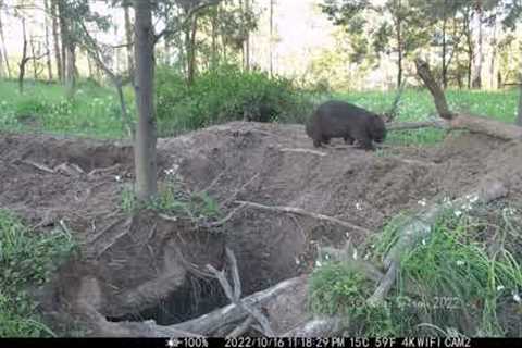 trail camera pickup - the wombat burrow