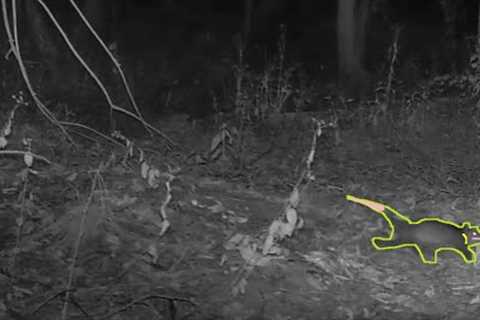 Oswald the Possum caught on camera in the Woods Trail Cam