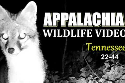 Appalachia Wildlife Video 22-44 from Trail Cameras in the Tennessee Foothills of the Smoky Mountains