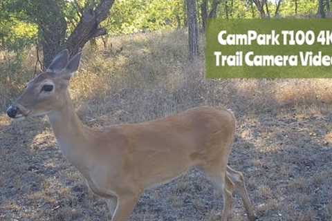 CamPark T100 4K Trail Camera Video: August 11-19, 2022