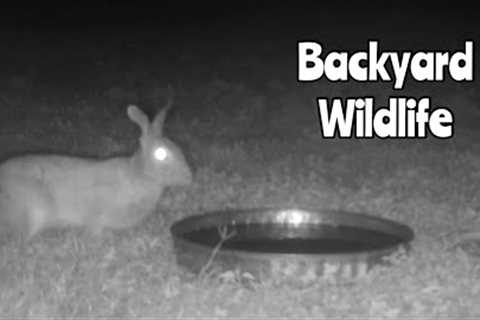 Backyard Cam: Browning Trail Camera Sept. 30- Oct. 5, 2022