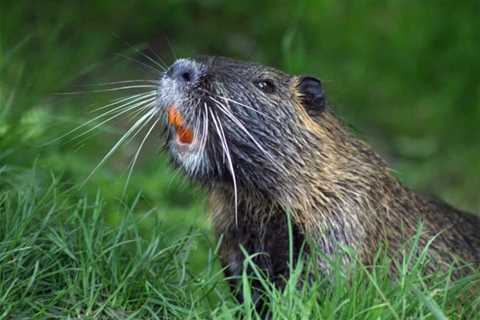 So, Are Beavers Dangerous?