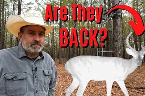 Dogs Attack Again!?! | Are The Bucks Back? | Wildlife Trail Camera Videos