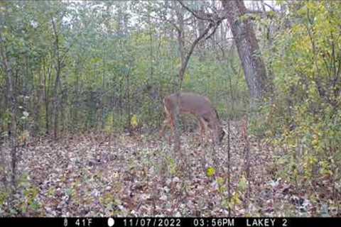 Deer Trail Cam 2022 #7 wmv !!!