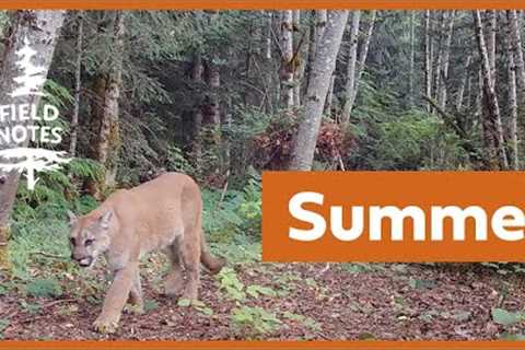 Field Notes: Trail Cameras Capture a Summer Feast on a Vancouver Island Logging Road