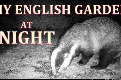 Wild Animals - My English Garden at Night - Trail Camera