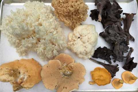 Mushroom Foraging: Everything You Need to Know