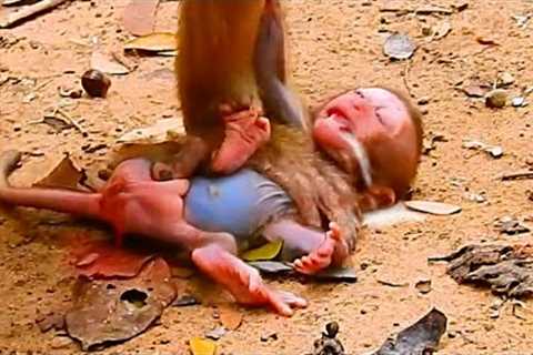 Million Sad Clip Poor Tiny New Baby Monkey Crying, Why Momma Why You Unlove Her Baby Look So Cry