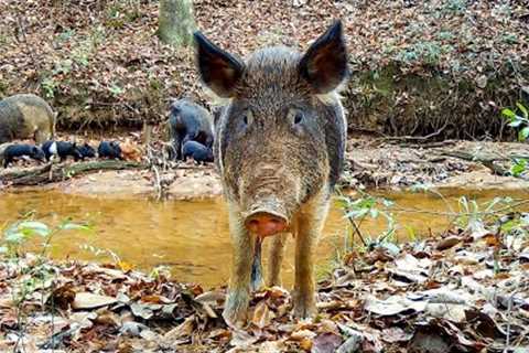 WILD PIGS Trail Camera Videos