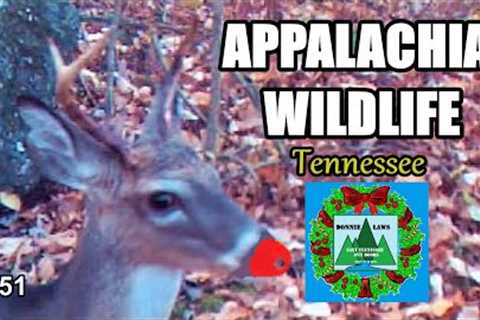 Appalachia Wildlife Video 22-51 from Trail Cameras in the Foothills of the Great Smoky Mountains