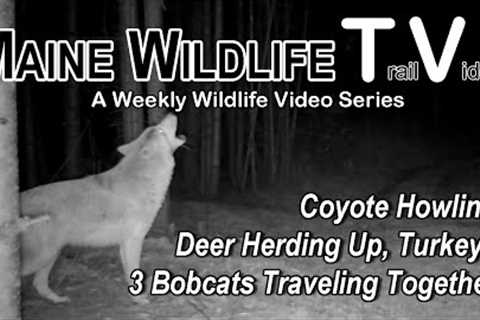 Coyote Howling | Bobcats | Deer Herding | Turkeys | Raccoon | Maine Wildlife Trail Video | Cam