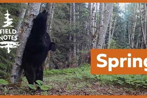 Field Notes: Trail Cameras Capture the Emergence of Spring on Vancouver Island