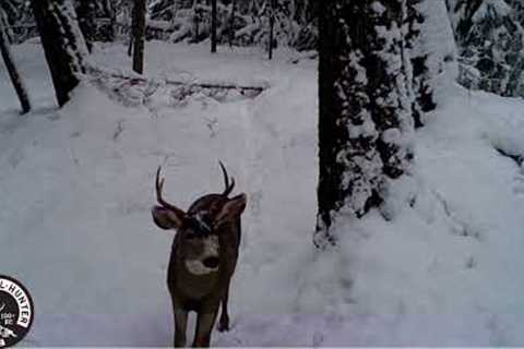 Loaded Trail Camera Retrieval Into A video