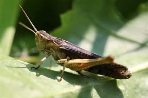 So, Can You Eat Locusts for Survival?