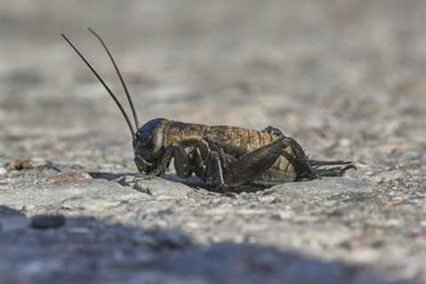 How Much Protein Is in a Cricket? All You Need To Know