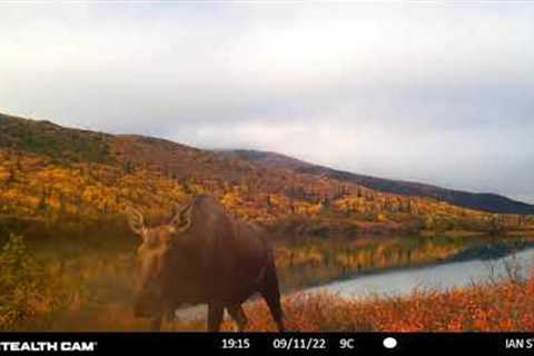Summer and fall on the trail cameras