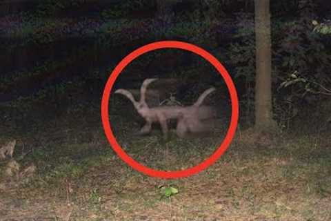 Trail Cam Captures LIGHTNING Fast UNKNOWN Beast