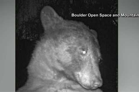 Bear takes 400 selfies on trail cam in Colorado