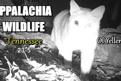 Appalachia Wildlife Video 23-5 from Trail Cameras in the Foothills of the Great Smoky Mountains