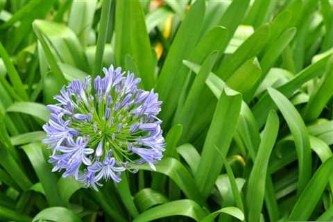 So, Can You Eat Wild Onion for Survival?