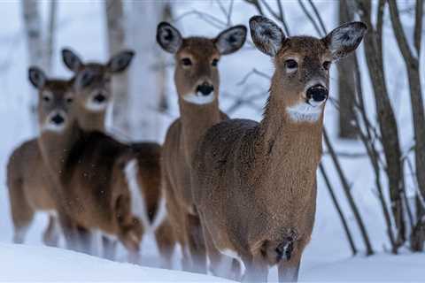 What Do Deer Eat in the Winter? And Should You Feed Them?