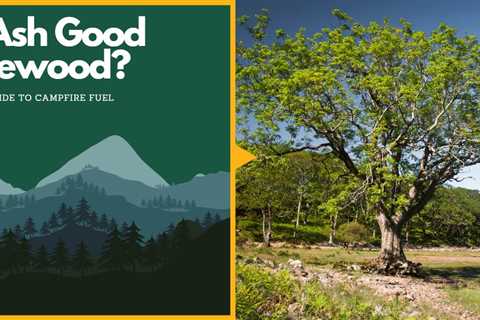 Is Ash Good Firewood? Your Guide to Campfire Fuel