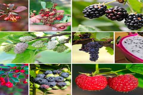 60 Wild Berries That Are Safe to Eat