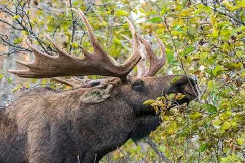 MONSTER CITY BULL MOOSE | 4K