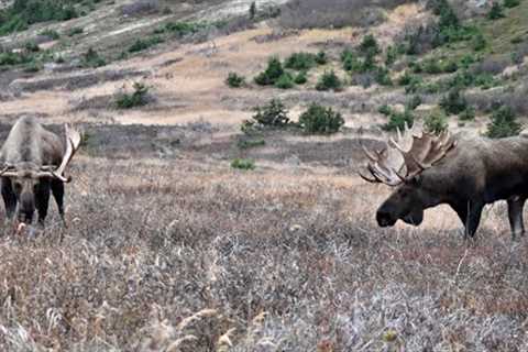 Two Trophy Bull Moose Argue over a Cow