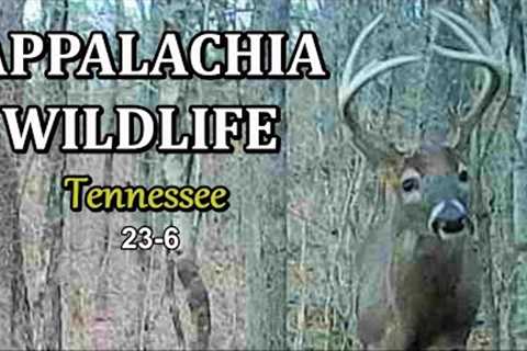 Appalachia Wildlife Video 23-6 from Trail Cameras in the Foothills of the Great Smoky Mountains