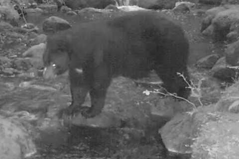 Bears at a Salmon Stream, 2022