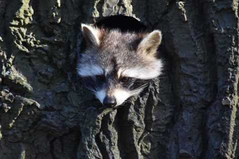 Will Bleach Keep Raccoons Away?