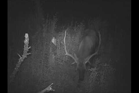 Trail Camera Video Feb 18, 2023