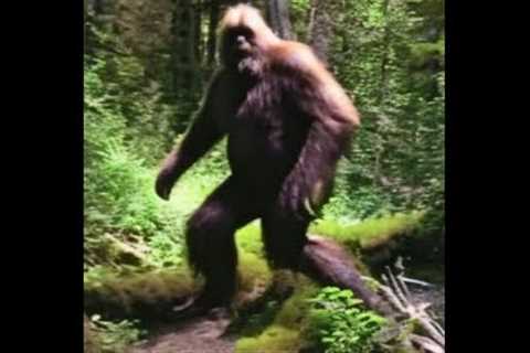 IMPRESSIVE TALKING BIGFOOT!! - Game Trail Cam Records Clear Sasquatch Speech On Camera!!