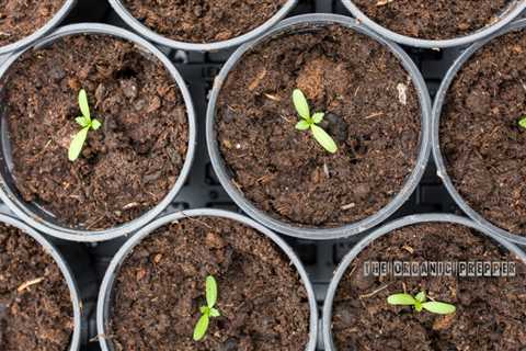 How to Make Your Own Seed Starting Mix and Start Seedlings