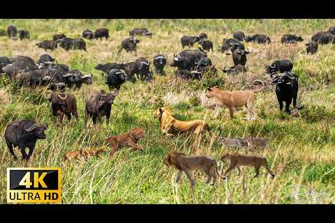 4K African Wildlife: Amazing Animals Moments Makgadikgadi National Park With Real Sounds in 4K Video