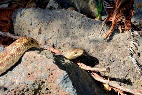 Gopher Snakes: Are they Poisonous Or Dangerous?