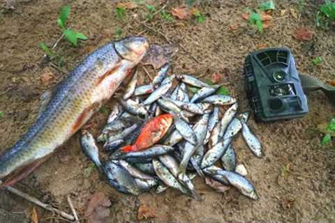 What Happens to Pile of Fish Left in the Woods? (Trail Camera)