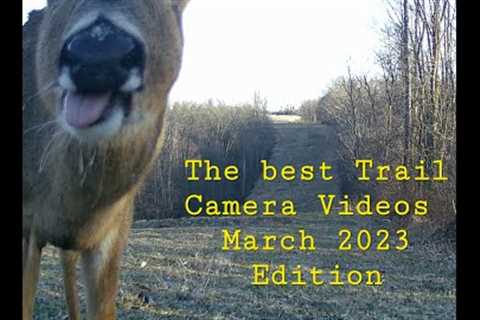 The Best Trail Camera Videos 3-23-2023 Edition.   Trailcamology