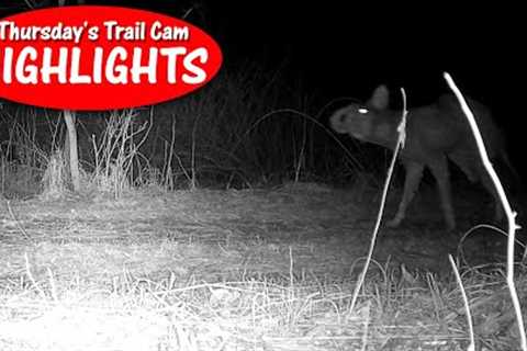 UGLIEST Beast Ever Caught on Camera? Thursday''s Trail Cam Highlights: 3.30.23